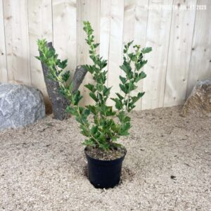 Ribes Uva-Crispa Invicta Cont 3 L Touffe