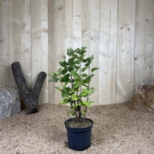 Ribes Rubrum Red Lake Cont 3 L Touffe