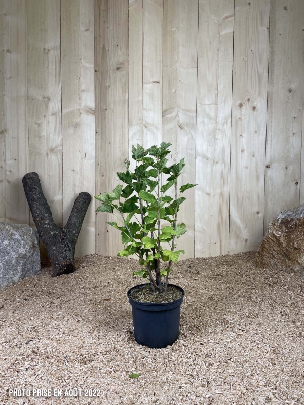 Ribes Rubrum Red Lake Cont 3 L Touffe