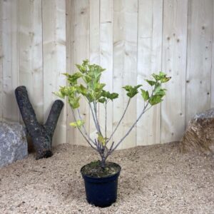 Ribes Rubrum Versaillaise Blanche Cont 3 L Touffe