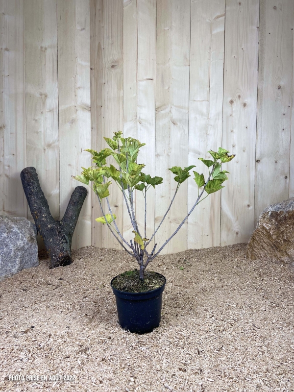 Ribes Rubrum Versaillaise Blanche Cont 3 L Touffe