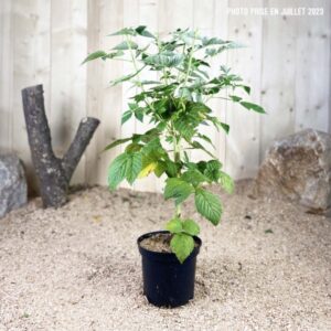Rubus Idaeus Valentina Orange Cont 3 L Touffe