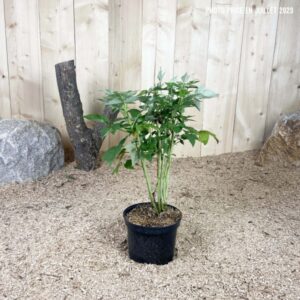 Rubus Idaeus Autumn First® Cont 3 L Touffe