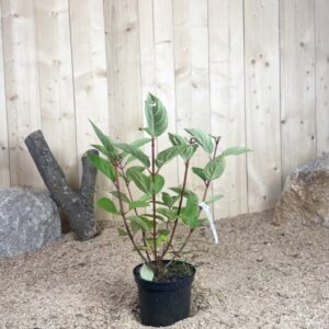 Hydrangea Paniculata Wim's Red Cont 3 L 40/60