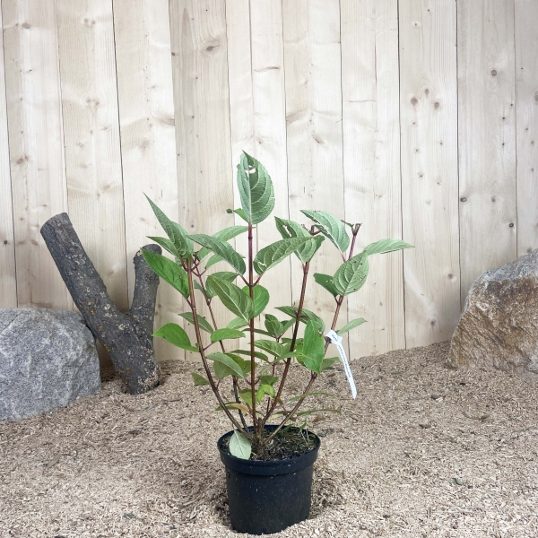 Hydrangea Paniculata Wim's Red Cont 3 L 40/60