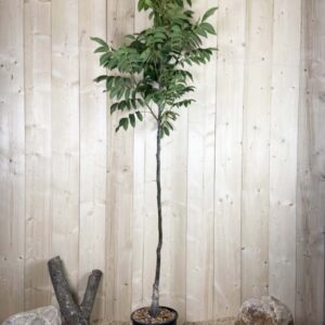 Juglans Regia Ronde de Montignac Cont 15 L 1/2 Tige 6/8