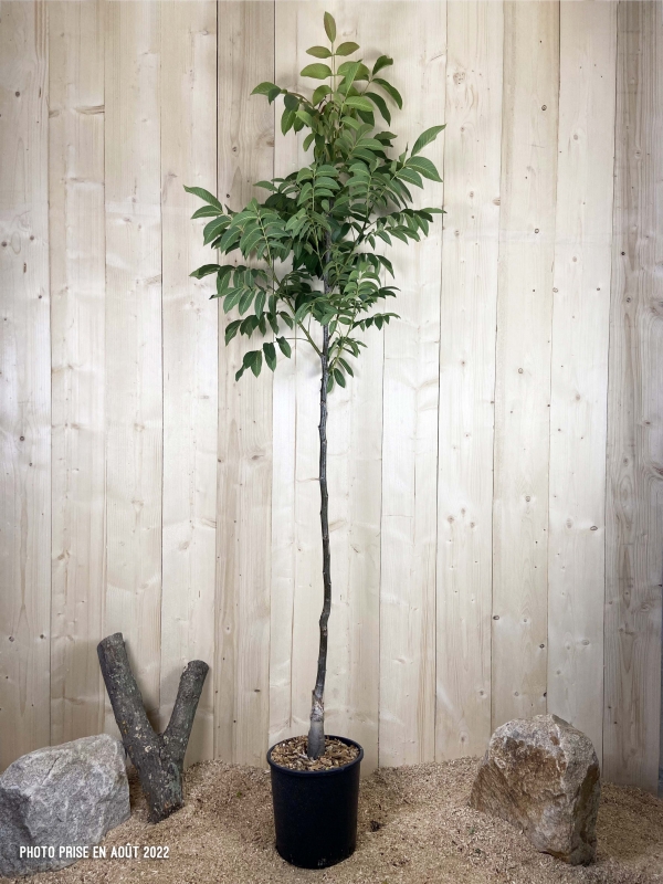 Juglans Regia Ronde de Montignac Cont 15 L 1/2 Tige 6/8