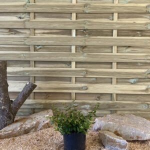 Abelia Prostata Cont 3 L 30/40