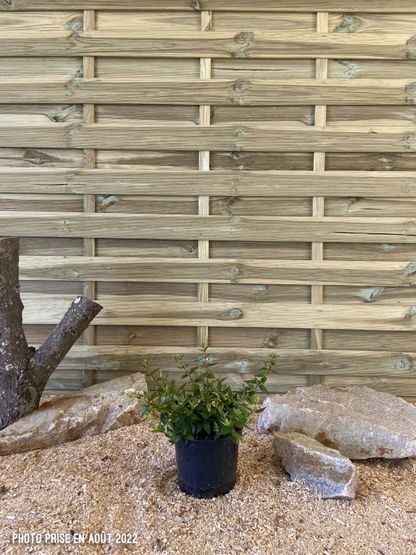 Abelia Prostata Cont 3 L 30/40