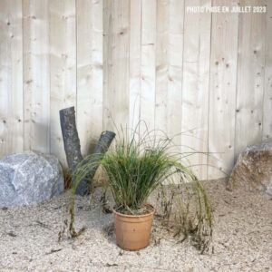 Carex Testacea Cont 3 L Touffe