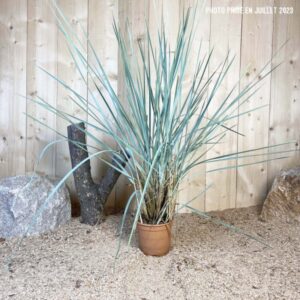 Elymus Arenarius Cont 3 L Touffe