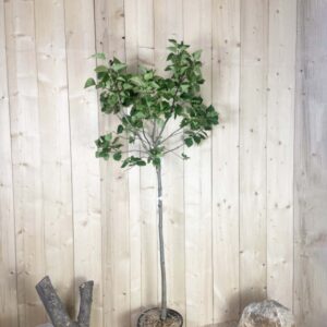 Syringa Vulgaris Greffé Belle De Nancy Cont 15 L 1/2 Tige 6/8