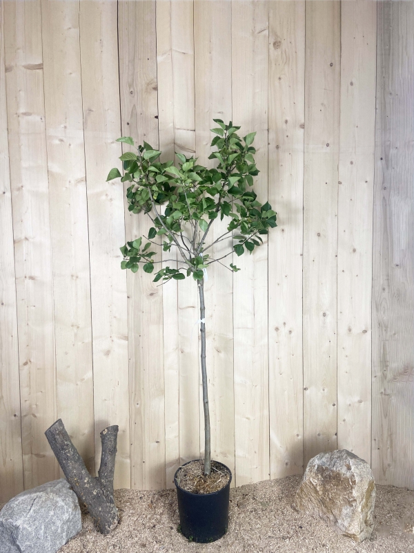 Syringa Vulgaris Greffé Belle De Nancy Cont 15 L 1/2 Tige 6/8