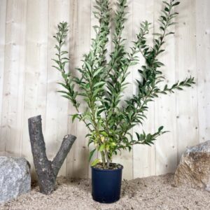Forsythia X Intermedia Spectabilis Cont 10 L 80/100