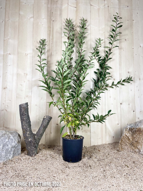 Forsythia X Intermedia Spectabilis Cont 10 L 80/100
