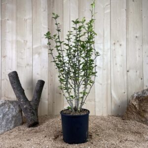 Hibiscus Syriacus Leopoldi Cont 10 L 80/100