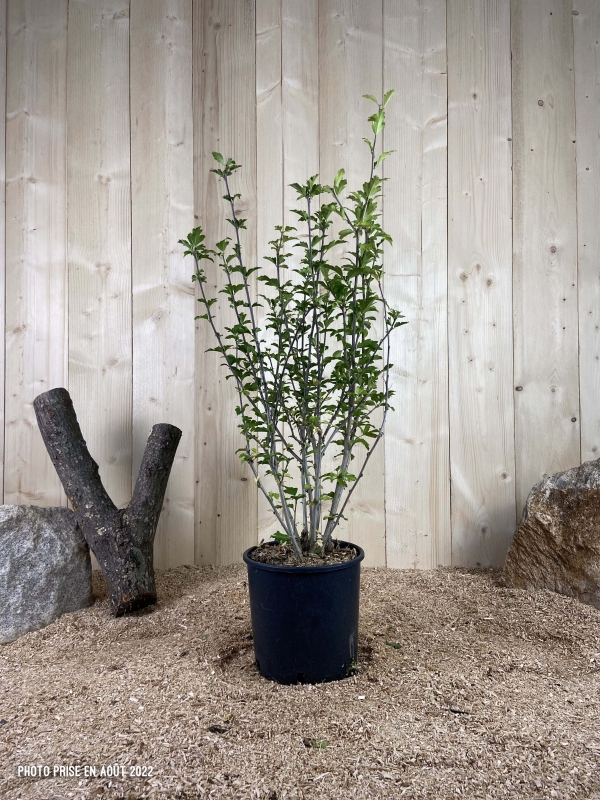 Hibiscus Syriacus Leopoldi Cont 10 L 80/100