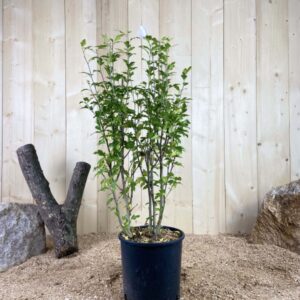 Hibiscus Syriacus Speciosus Cont 10 L 80/100