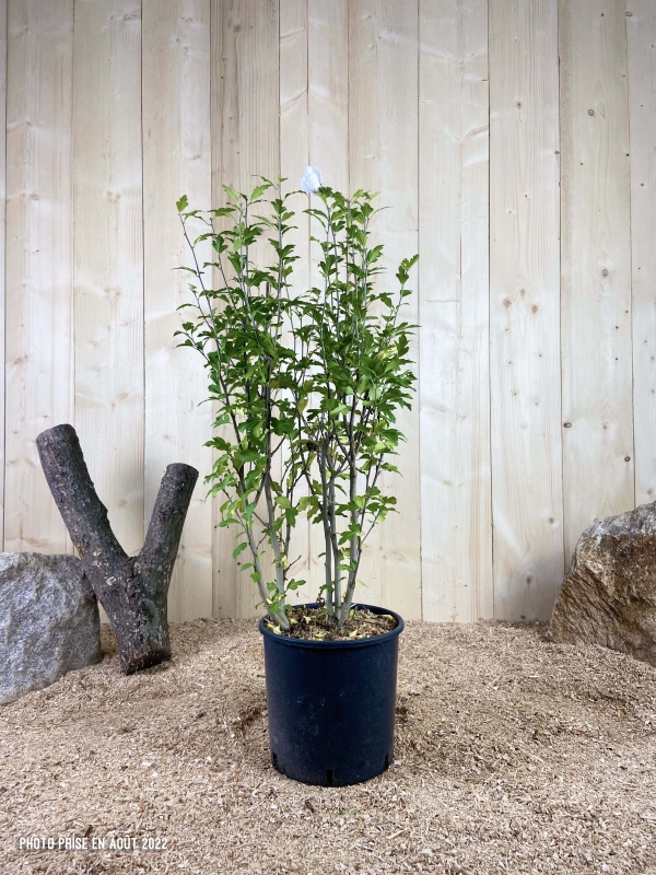 Hibiscus Syriacus Speciosus Cont 10 L 80/100