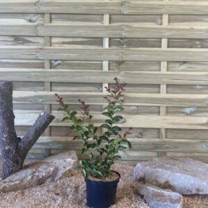 Lagerstroemia Indica Dynamite Cont 3 L 40/60