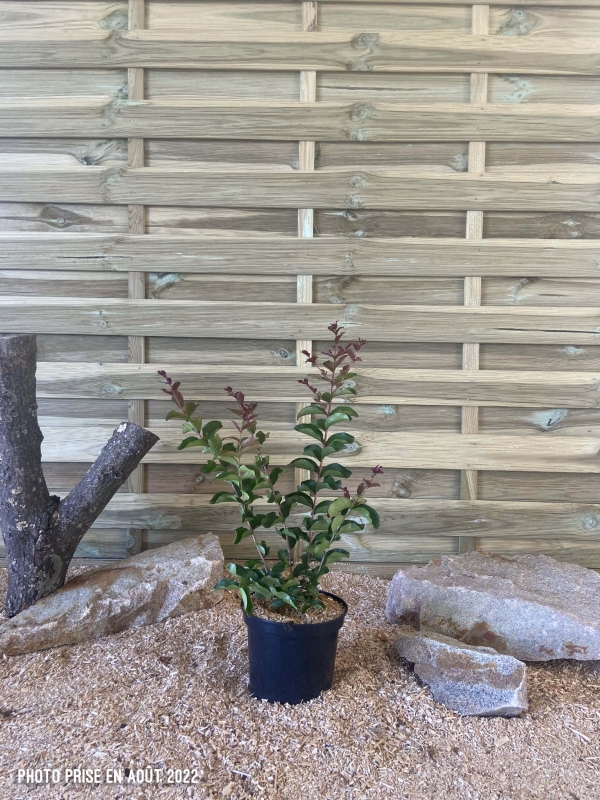 Lagerstroemia Indica Dynamite Cont 3 L 40/60