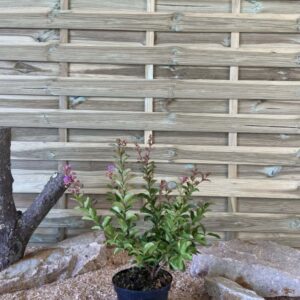 Lagerstroemia Indica Superviolacea Cont 3 L 40/60