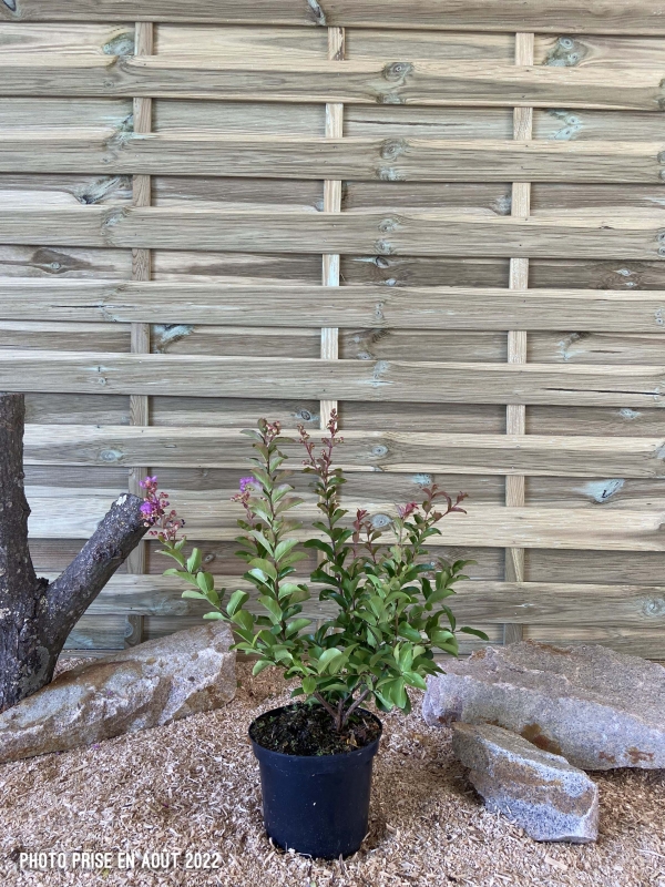Lagerstroemia Indica Superviolacea Cont 3 L 40/60