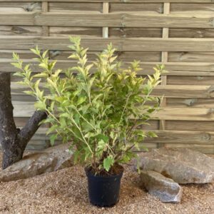 Physocarpus Opulifolius Nugget Cont 3 L 40/60