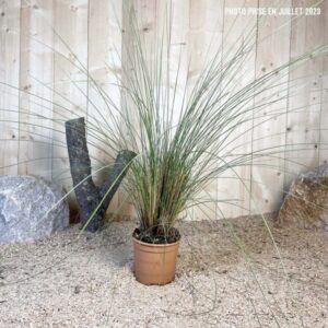 Muhlenbergia Capillaris Cont 3 L Touffe
