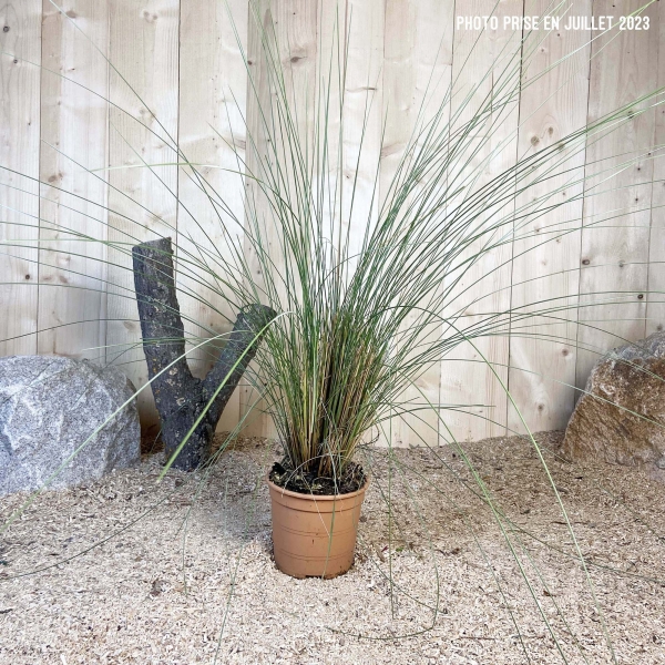 Muhlenbergia Capillaris Cont 3 L Touffe