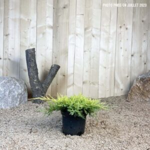 Juniperus X Media Gold Star Cont 3 L 30/40