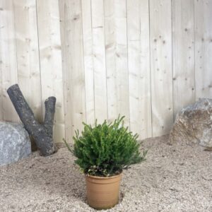 Erica Darleyensis Darley Dale Cont 3 L Touffe