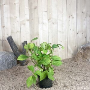 Hydrangea Macrophylla Adria Cont 3 L 5/7 Branches