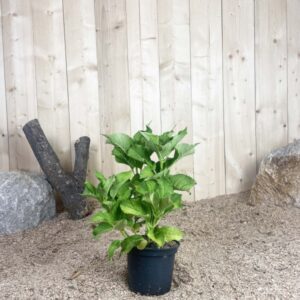 Hydrangea Macrophylla Blaumeise Cont 3 L 5/7 Branches