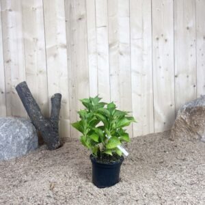 Hydrangea Macrophylla Red Baron Rouge Cont 3 L 5/7 Branches