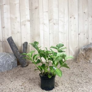 Hydrangea Macrophylla Rosita Cont 3 L 5/7 Branches