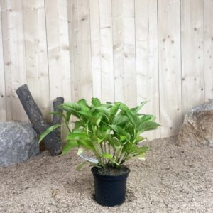 Hydrangea Macrophylla Freudenstein Rose Cont 3 L 5/7 Branches