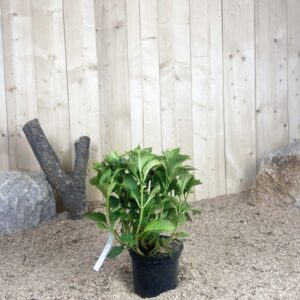 Hydrangea Macrophylla Leuchfeuer Rouge Cont 3 L 5/7 Branches