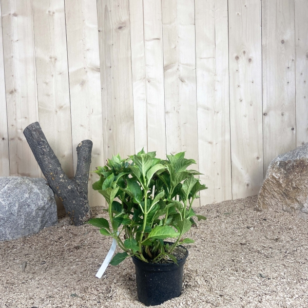 Hydrangea Macrophylla Leuchfeuer Rouge Cont 3 L 5/7 Branches