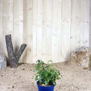 Rosa Soleya ® Cont bleu 2 L Touffe
