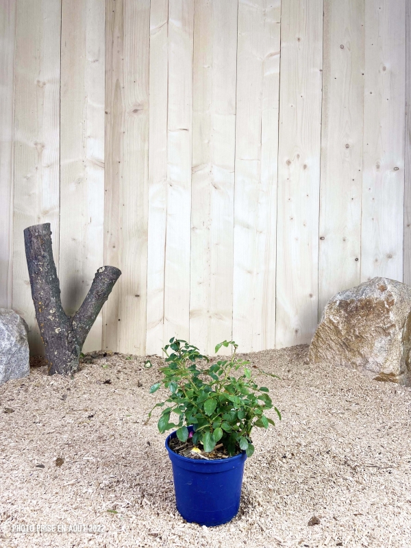 Rosa Soleya ® Cont bleu 2 L Touffe / Avec PLV