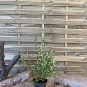 Vaccinium Corymbosum Blue Roma Cont 3 L Touffe