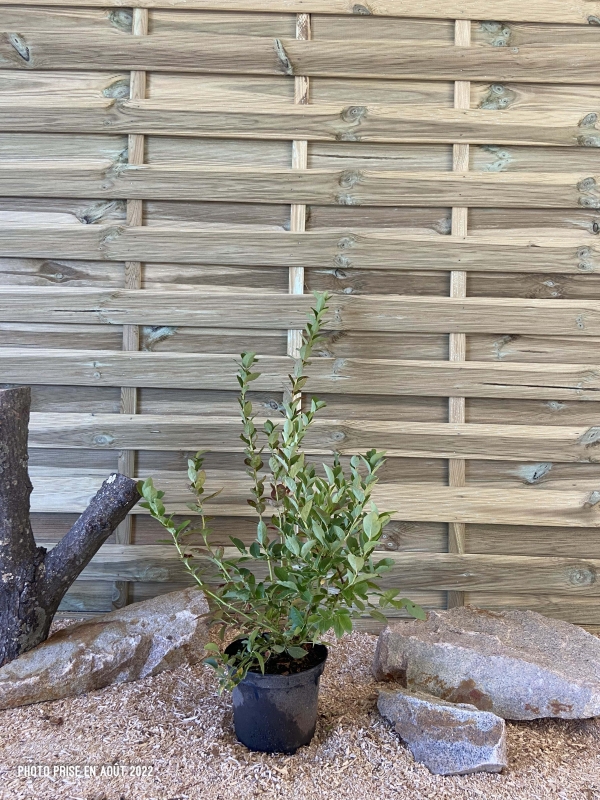 Vaccinium Corymbosum Blue Roma Cont 3 L Touffe