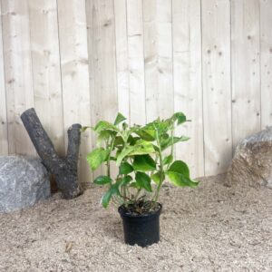 Hydrangea Macrophylla Ayesha Cont 3 L 5/7 Branches