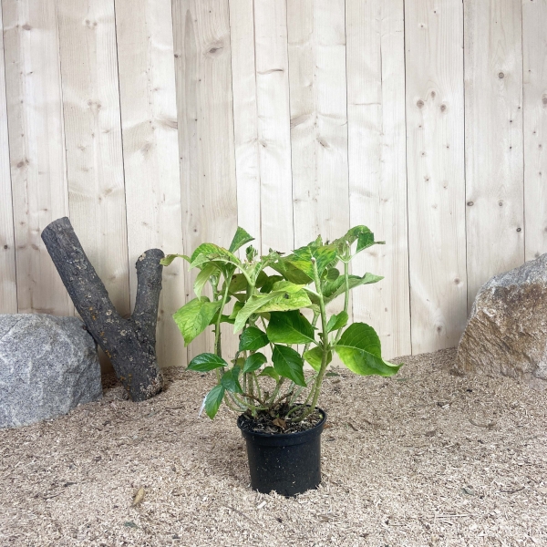 Hydrangea Macrophylla Ayesha Cont 3 L 5/7 Branches