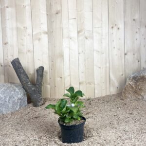 Hydrangea Macrophylla Renata Steiniger Cont 3 L 5/7 Branches