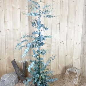 Eucalyptus Gunnii Cont 10 L 150/175