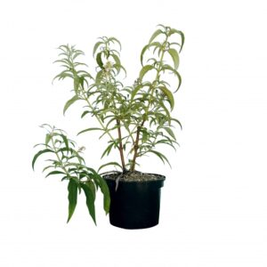 Buddleia Davidii Nanho White Cont 3 L 40/60
