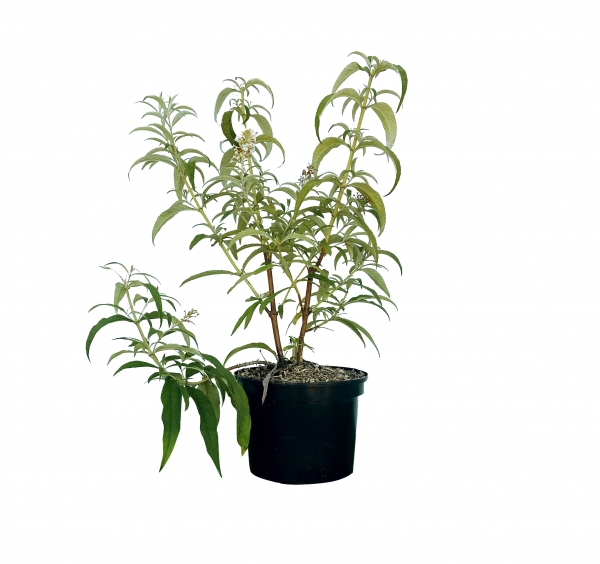 Buddleia Davidii Nanho White Cont 3 L 40/60