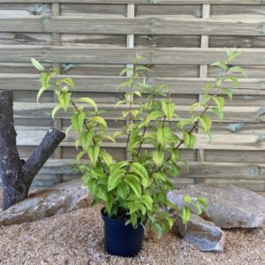 Deutzia X Strawberry Fields Cont 3 L 40/60